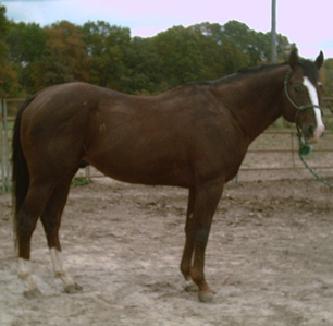 stud fees stallions stud fees stallions